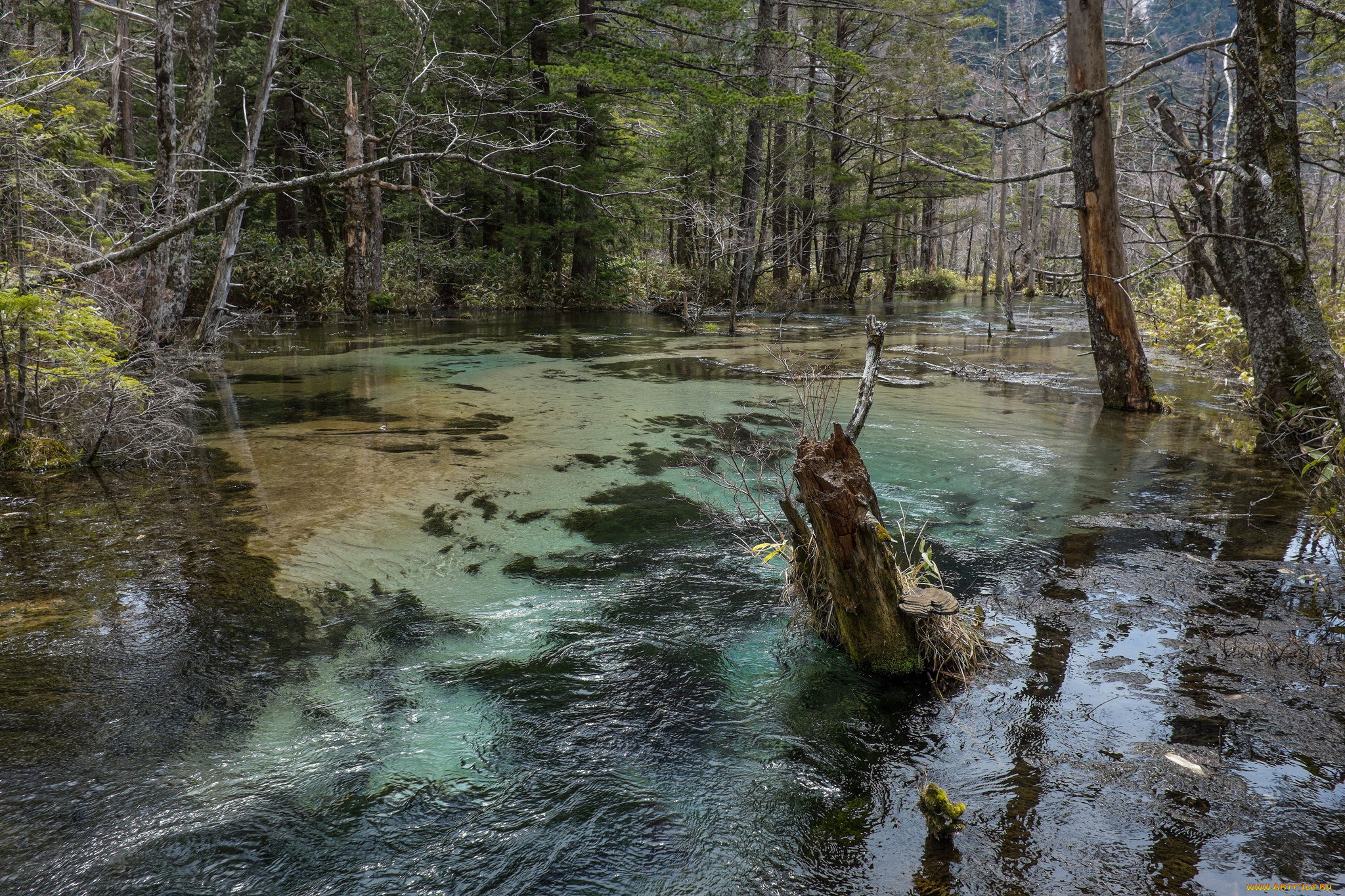 Лес в стоячей пресной воде. Болото в лесу. Болотная вода. Болото вода. Стоячий водоем.